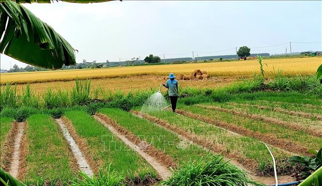 Ngành nông nghiệp Long Phú vững vàng vượt khó, gặt hái thành công trong năm 2024