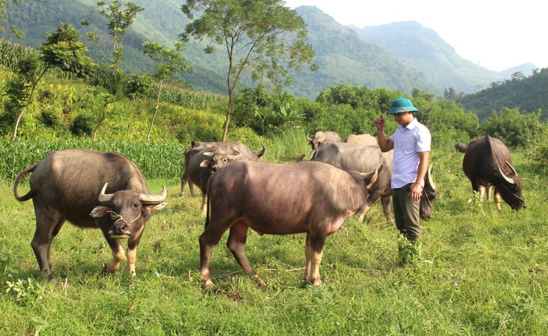 Dịch ung khí thán bùng phát tại xã vùng cao Huồi Tụ, Nghệ An