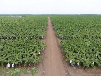 Trà Vinh đẩy mạnh cấp mã số vùng trồng, nâng cao giá trị nông sản