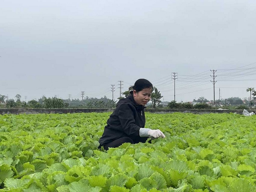 Người dân phường Cộng Hòa (TX Quảng Yên) trồng rau an toàn. Ảnh: Nguyên Ngọc