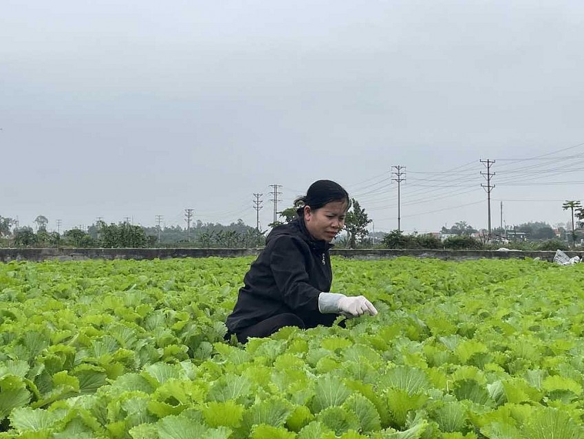 Quảng Ninh: Sản phẩm nông nghiệp đạt tiêu chuẩn cao cho sức khỏe người tiêu dùng