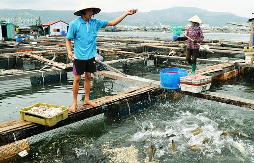 Tiền Giang: Khai thác tiềm năng thủy sản ven biển, hướng đến phát triển bền vững