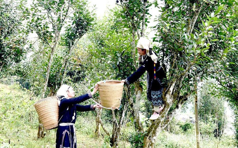 Chè Shan tuyết Hồng Thái 1 tôm 1 lá: Vươn tầm OCOP 5 sao