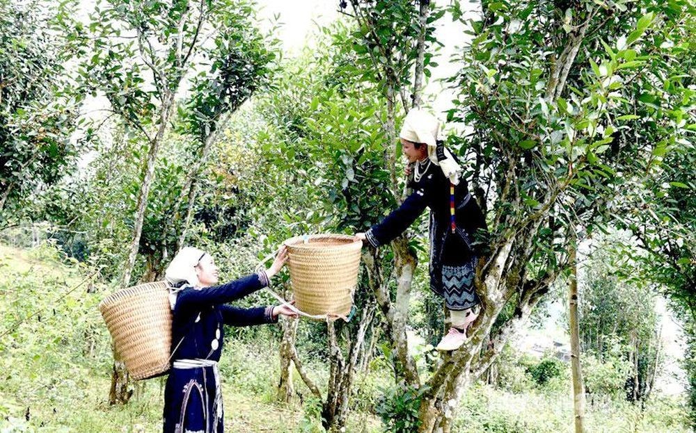 Chè Shan tuyết Hồng Thái 1 tôm 1 lá: Vươn tầm OCOP 5 sao