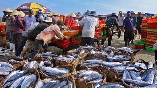 Sầm Sơn: Vươn khơi bám biển, phát triển thủy sản bền vững