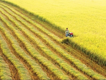 Suy thoái đất ở vựa lúa miền Tây: Hướng tới nông nghiệp bền vững