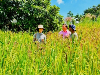 Vùng cao Hàm Thuận Bắc: Nỗ lực gìn giữ và nâng cao giá trị lúa mẹ