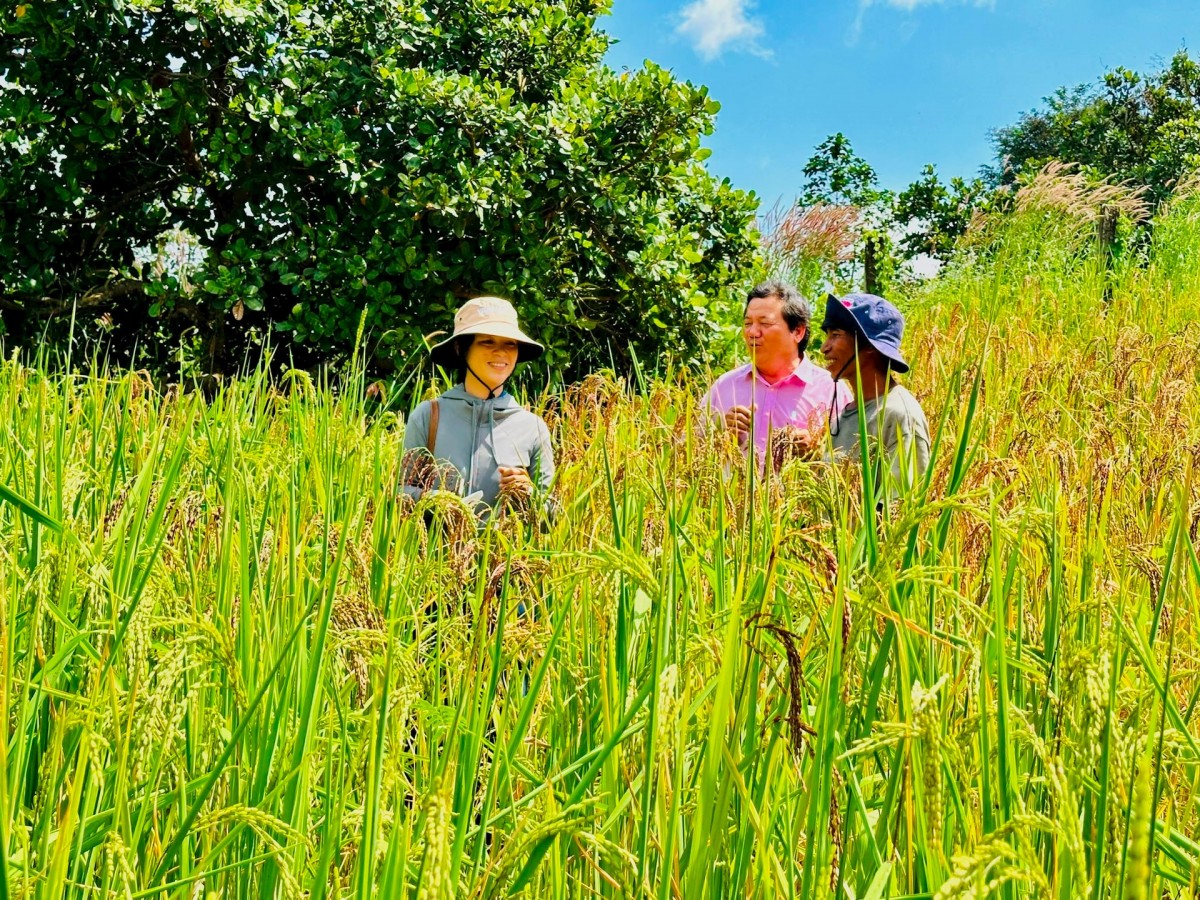 Vùng cao Hàm Thuận Bắc: Nỗ lực gìn giữ và nâng cao giá trị lúa mẹ