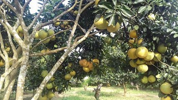 Bưởi Hòa Bình tiếp tục chinh phục thị trường quốc tế