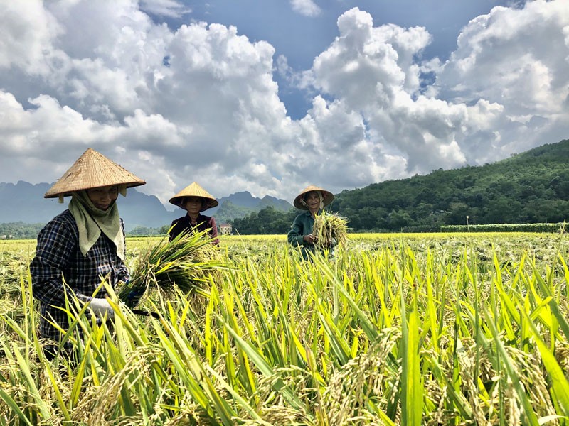 Tây Bắc chuyển mình với nông nghiệp sinh thái