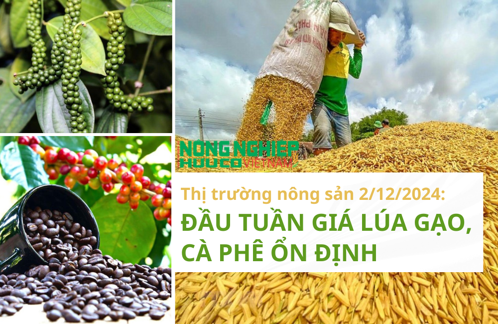 Tin tức thị trường nông sản 2/12/2024: Đầu tuần giá lúa gạo, cà phê ổn định