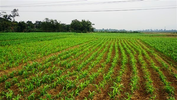 Bắc Giang ban hành danh mục 28 loại cây trồng được chuyển đổi trên đất lúa
