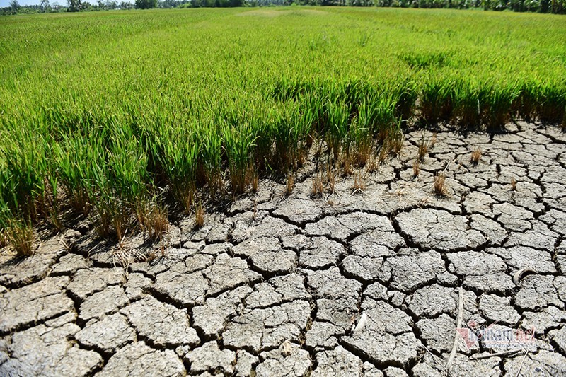Đối mặt với xâm nhập mặn mùa khô 2024-2025