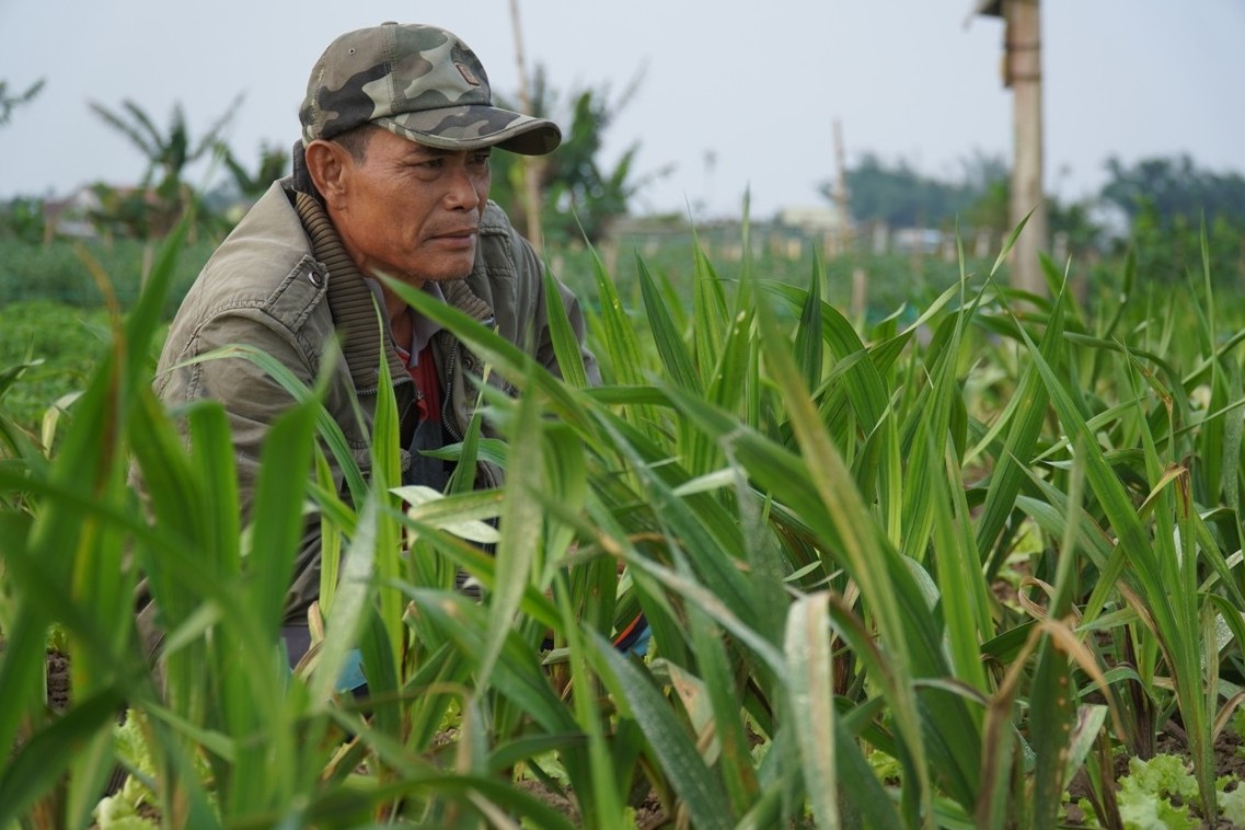 Nghĩa Hà: Vụ lay ơn Tết rực rỡ sắc màu