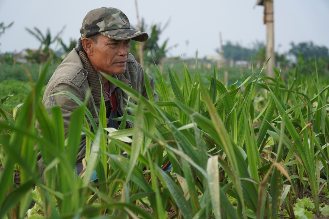 Nghĩa Hà: Vụ lay ơn Tết rực rỡ sắc màu