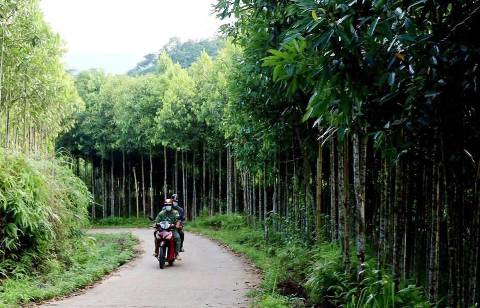 Lào Cai: Tập trung phát triển vùng quế hữu cơ