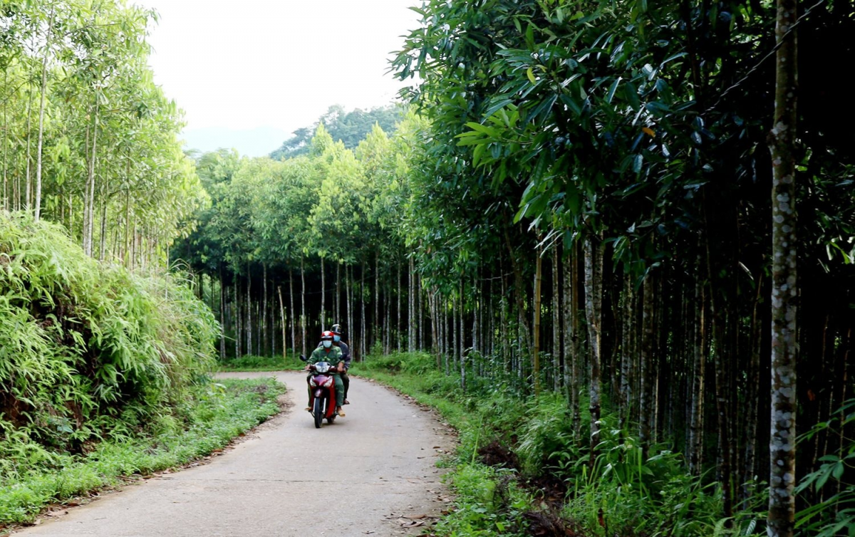 Lào Cai: Tập trung phát triển vùng quế hữu cơ