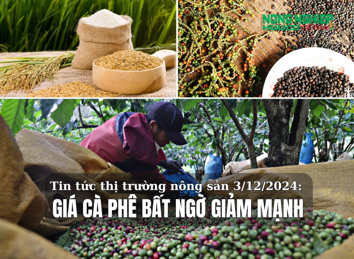 Tin tức thị trường nông sản 3/12/2024: Giá cà phê bất ngờ giảm mạnh