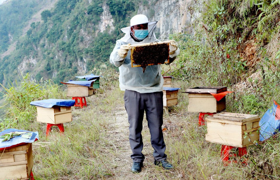 Hà Giang: Huyện Mèo Vạc phát triển đàn vật nuôi thế mạnh