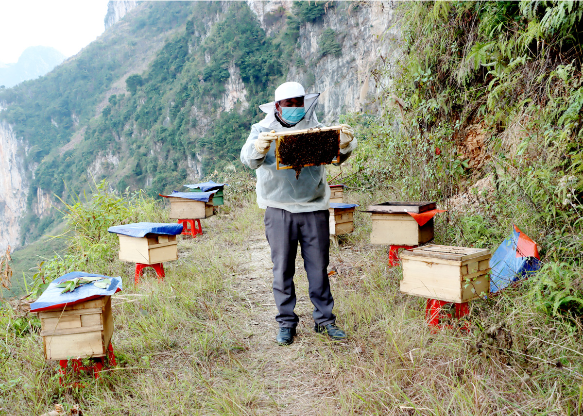 Hà Giang: Huyện Mèo Vạc phát triển đàn vật nuôi thế mạnh