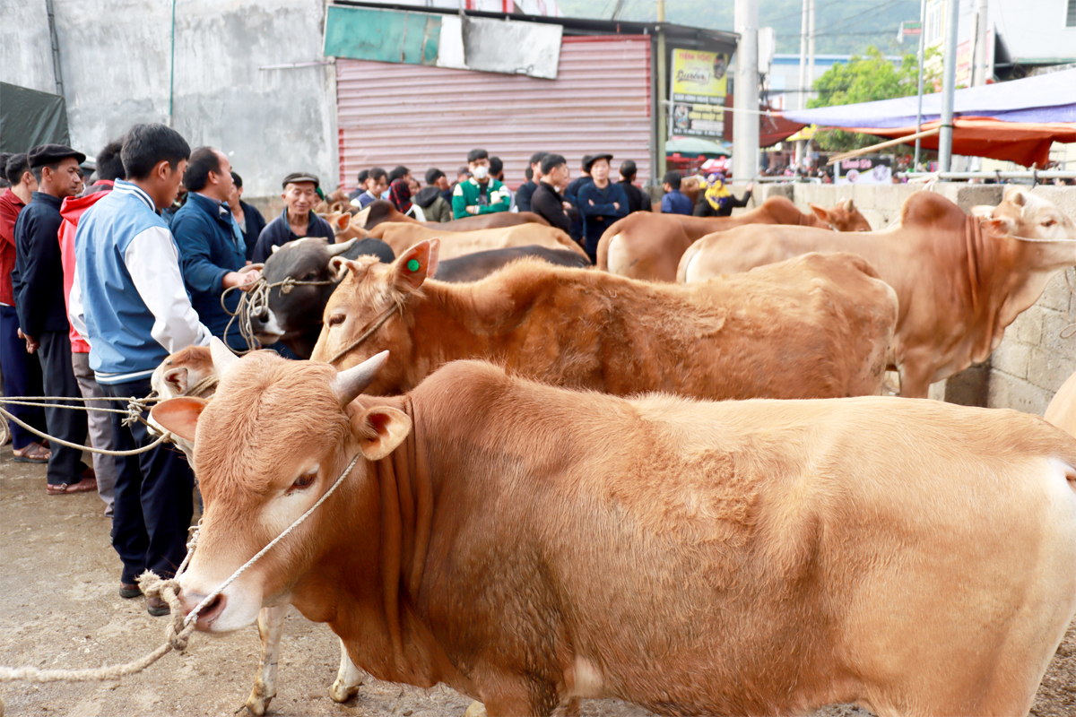 Hà Giang: Huyện Mèo Vạc phát triển đàn vật nuôi thế mạnh