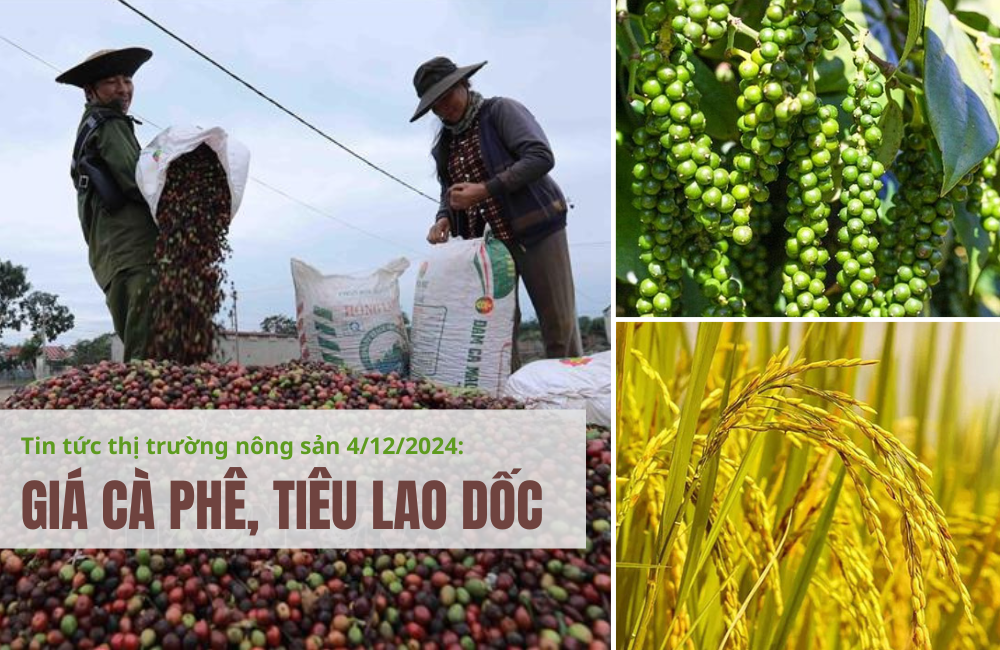 Tin tức thị trường nông sản 4/12/2024: Giá cà phê, tiêu lao dốc