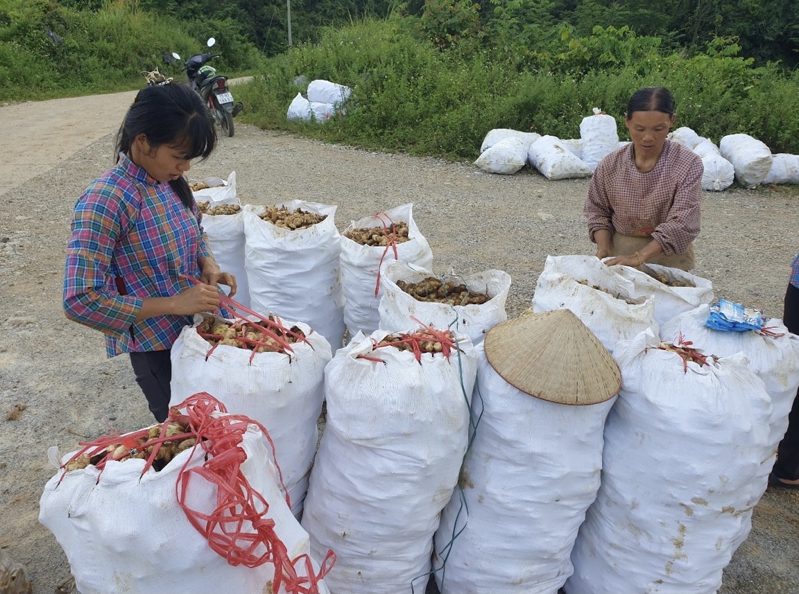 Gia tăng giá trị cho sản phẩm từ cây trồng hữu cơ