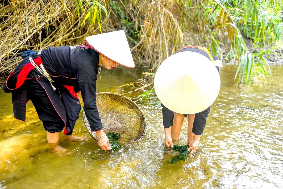 Rêu đá - món ăn thuần hữu cơ từ dòng suối trong