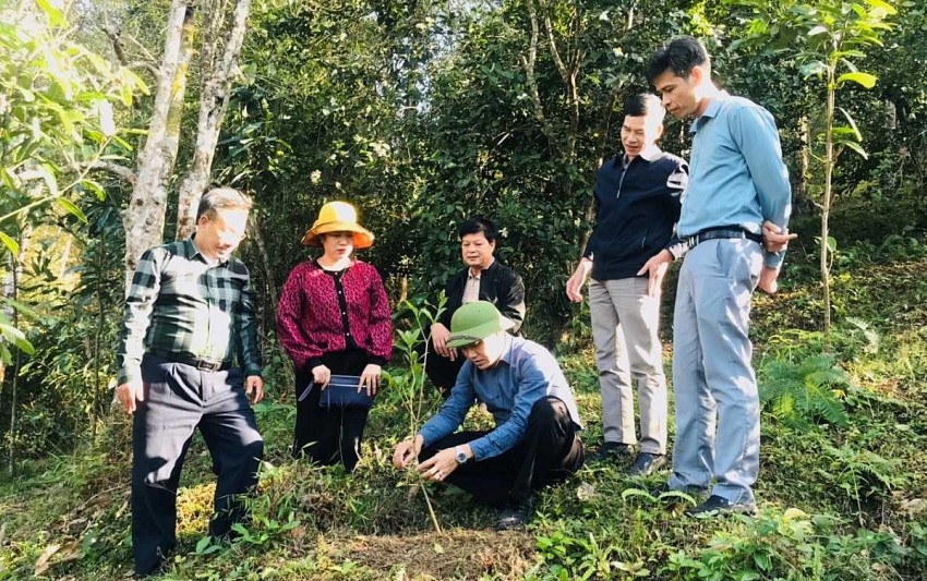 Đoàn nghiệm thu kiểm tra tình hình sinh trưởng của cây tại huyện Bình Liêu. Ảnh:Quangninh.gov