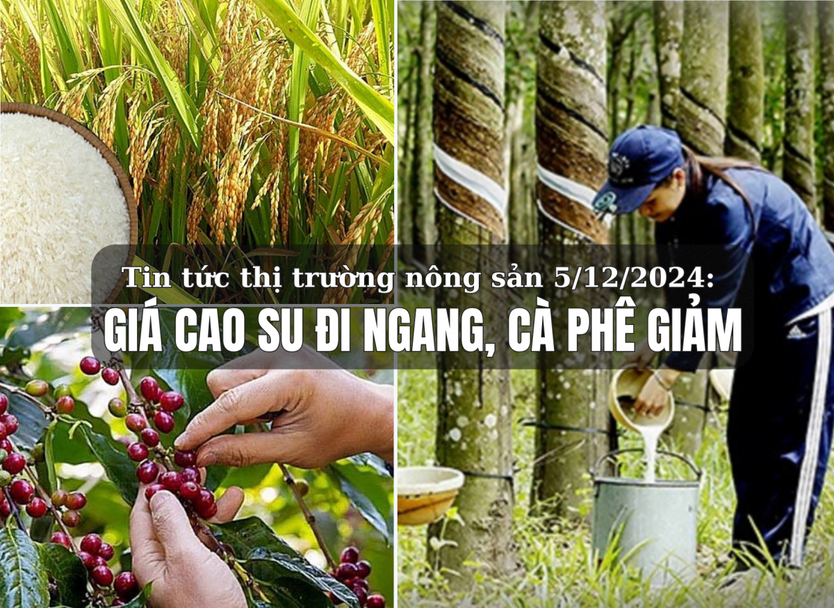 Tin tức thị trường nông sản 5/12/2024: Giá cao su đi ngang, cà phê giảm