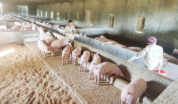 Chăn nuôi hữu cơ, an toàn sinh học là xu thế tất yếu