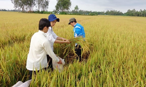 An Giang: Nông nghiệp vững vàng tiến bước