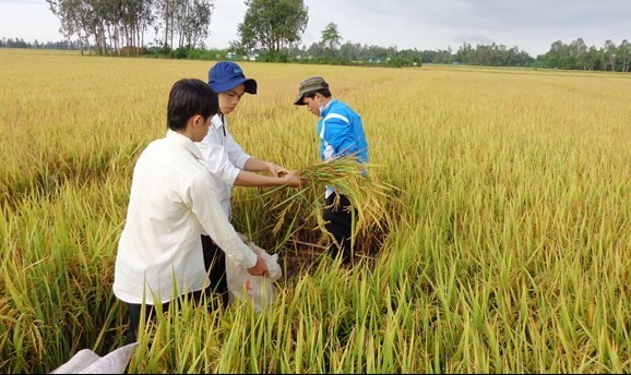 An Giang: Nông nghiệp vững vàng tiến bước