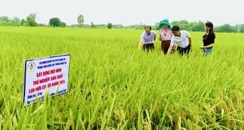 Sản xuất hữu cơ từ các mô hình khảo nghiệm: "Bước đệm" cho phát triển nông nghiệp bền vững