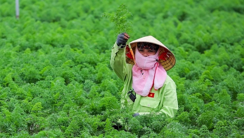 Hải Dương: Diện tích gieo trồng cây rau màu vụ đông vượt kế hoạch