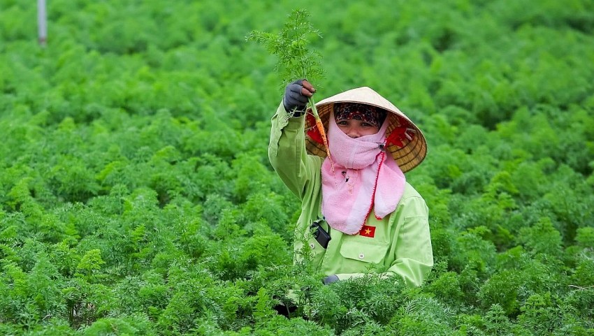 Nông dân xã Thái Tân (Nam Sách) khoe cà rốt đang phát triển tốt, sâu bệnh gây hại . Ảnh:Baohaiduong