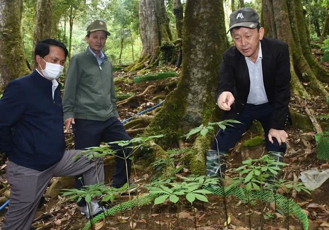 Hội thảo sâm Ngọc Linh - nhìn từ góc độ lịch sử, khoa học và thực tiễn