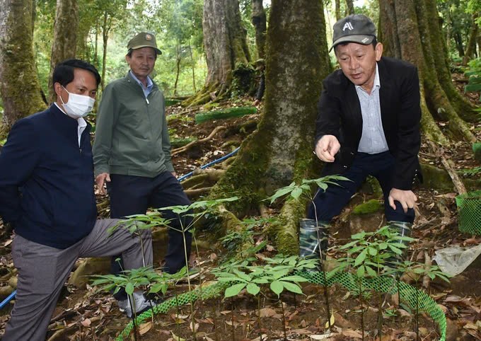 Hội thảo sâm Ngọc Linh - nhìn từ góc độ lịch sử, khoa học và thực tiễn