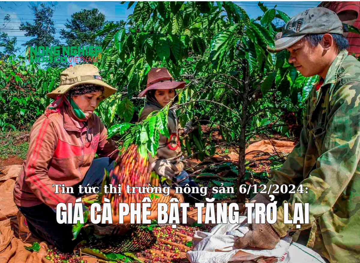 Tin tức thị trường nông sản 6/12/2024: Giá cà phê bật tăng trở lại