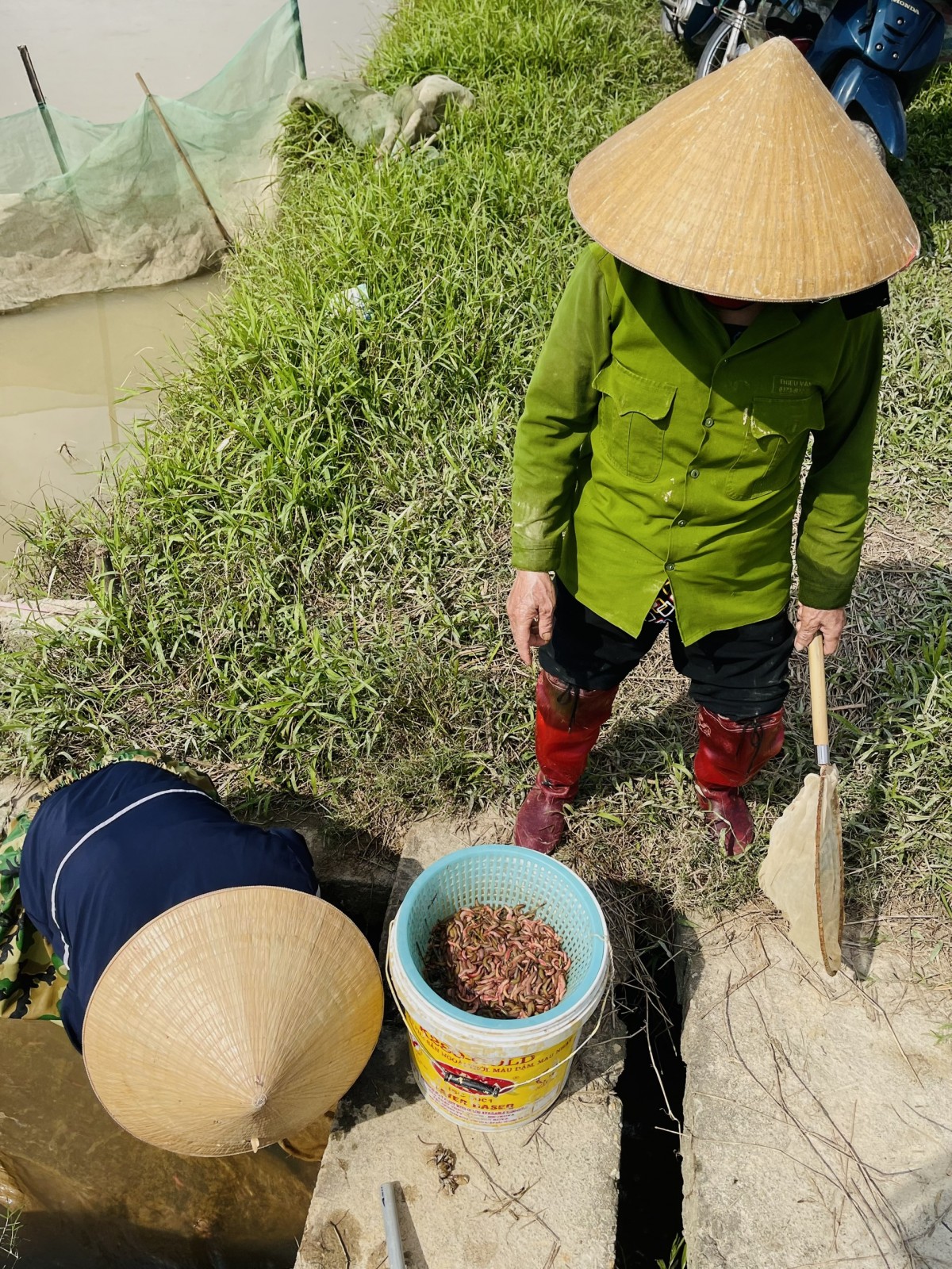 Mùa rươi Hưng Nguyên: “Lộc trời” và những giọt mồ hôi