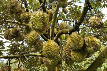 Xây dựng mô hình sử dụng phân bón hữu cơ trong sản xuất sầu riêng bền vững