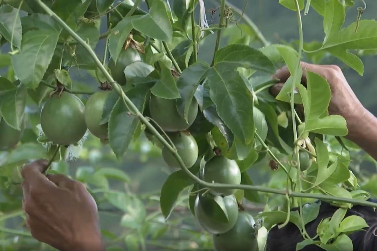 Chanh leo nở rộ trên vùng cao Lai Châu