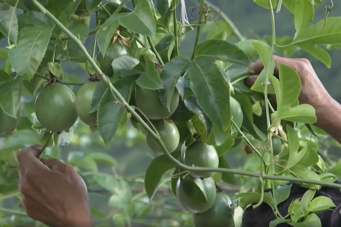 Chanh leo nở rộ trên vùng cao Lai Châu