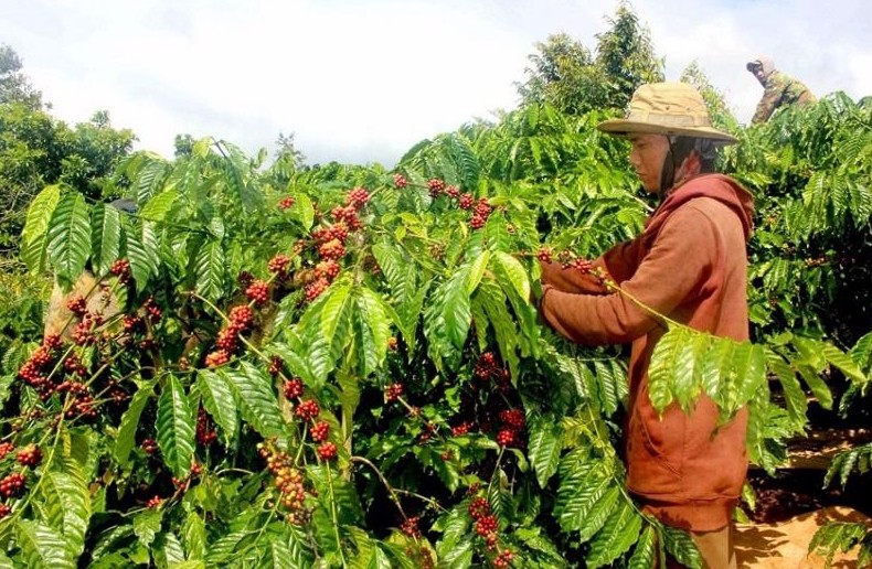 EU lùi thời hạn áp dụng EUDR: Cơ hội vàng cho nông sản Việt Nam