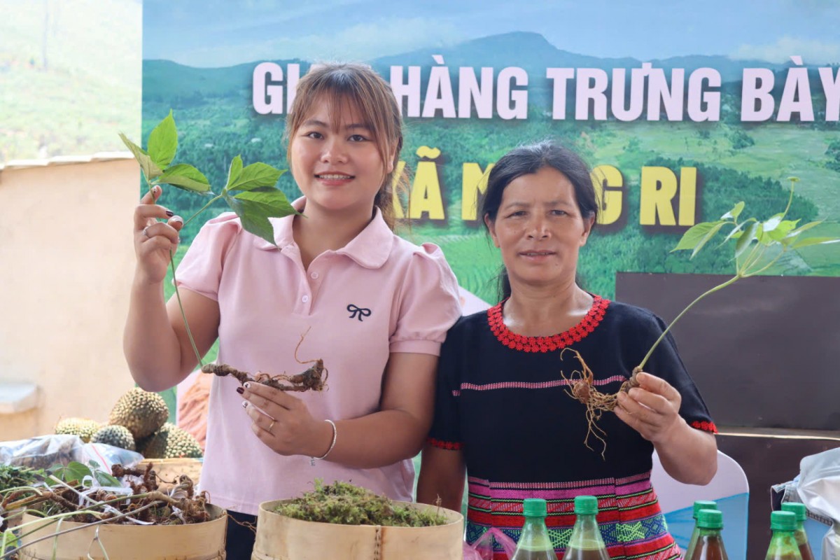 Kon Tum: Các phải pháp nâng cao giá trị sâm Ngọc Linh