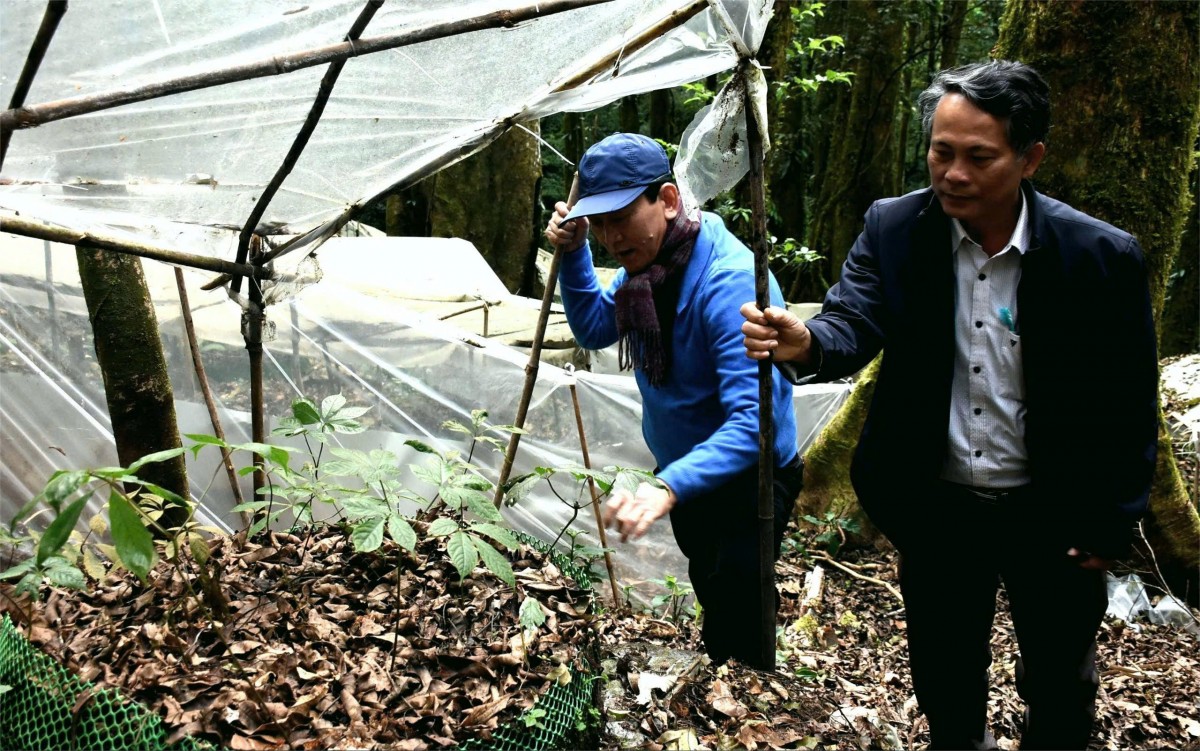 Kon Tum: Các phải pháp nâng cao giá trị sâm Ngọc Linh