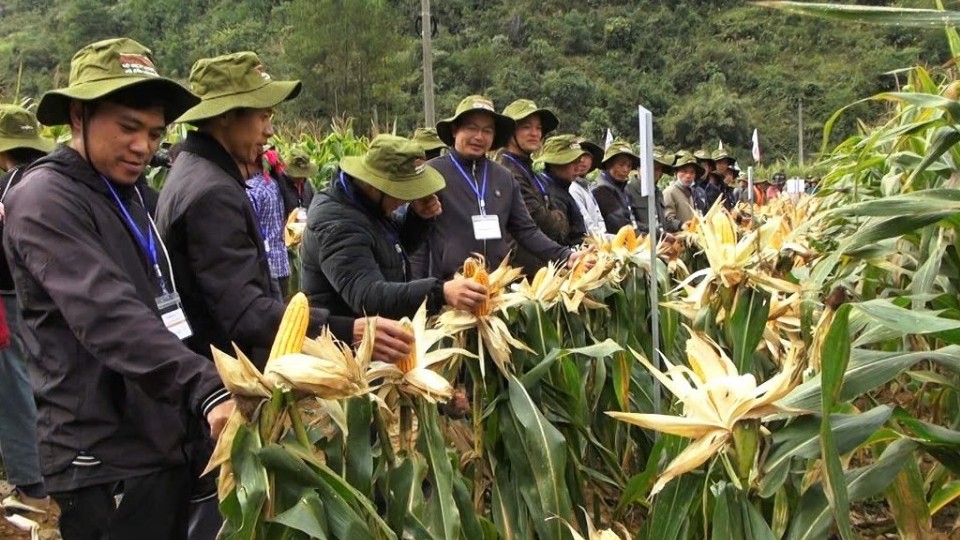 Lục Khu Hà Quảng mở hướng thoát nghèo từ giống ngô lai