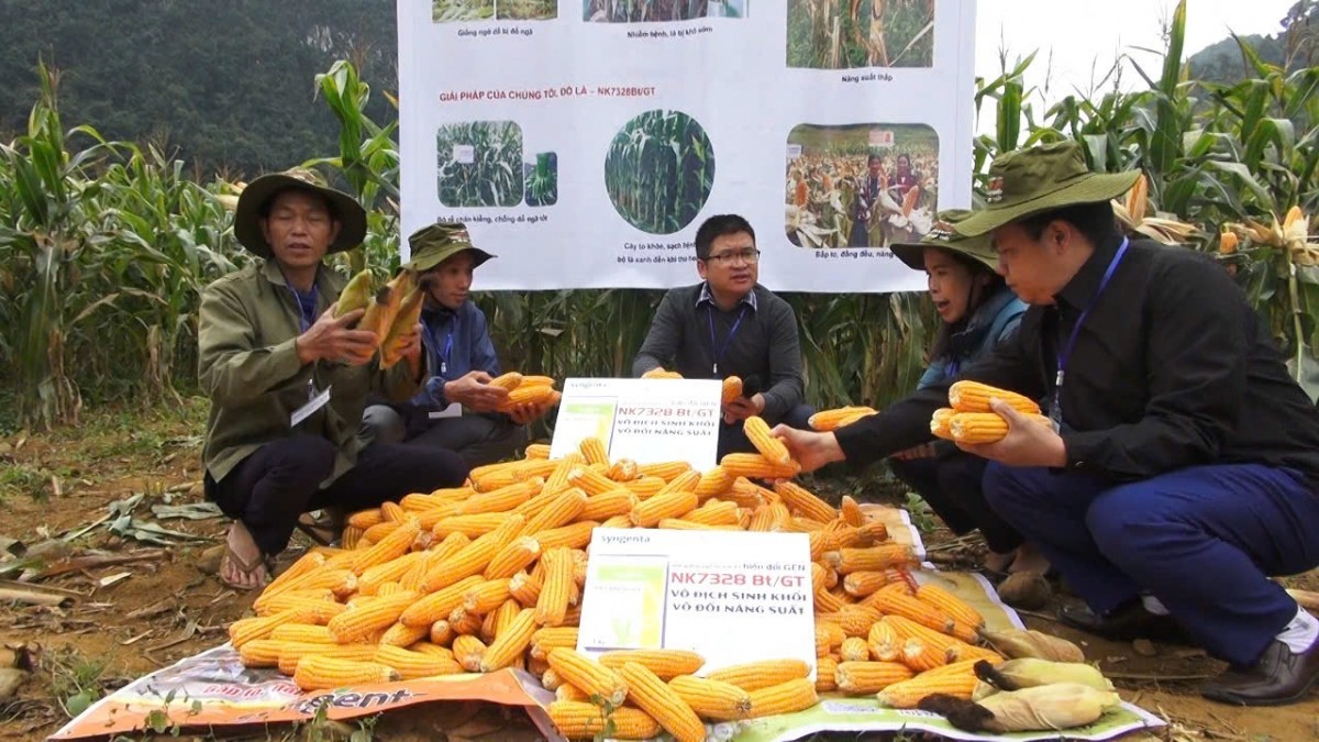 Lục Khu Hà Quảng mở hướng thoát nghèo từ giống ngô lai