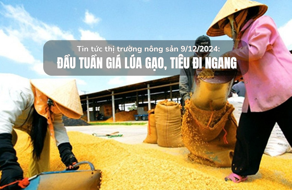 Tin tức thị trường nông sản 9/12/2024: Đầu tuần giá lúa gạo, tiêu đi ngang