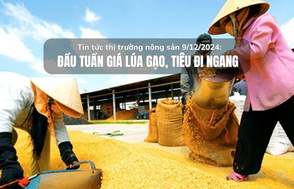 Tin tức thị trường nông sản 9/12/2024: Đầu tuần giá lúa gạo, tiêu đi ngang